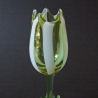 Richardson & Sons Victorian Vaseline Uranium Glass Tulip Formed Vase