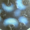 Rene Lalique Clear & Opalescent Glass Houppes Box & Cove